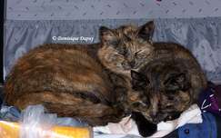 Passagers clandestins - Chattes - Mimine et Caramel