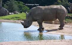 Rhinocéros du Zoo de Beauval - France