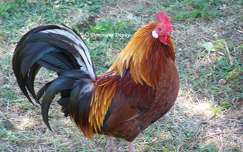 Coq