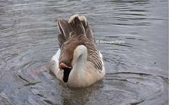 Canard