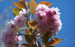 Prunus Serrulata Kanzan.
