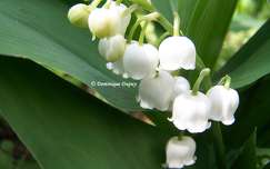 Muguet