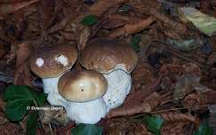 Champignons, Cèpes