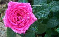 Rose du jardin