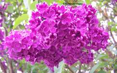 Lilas du jardin