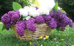 Bouquet de Lilas