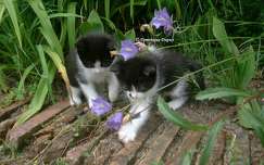Chatons