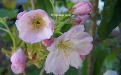 Prunus Serrulata Amanogawa