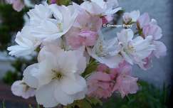Prunus Serrulata Amanogawa