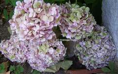 Hortensia