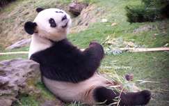 Panda du Zoo de Beauval - France