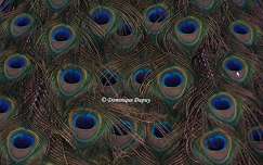 Plumes de Paon