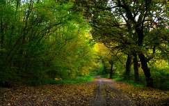 címlapfotó út erdő ősz