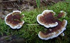 Champignons