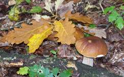champignon - Cèpe