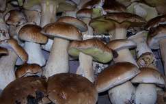 champignons - Cèpes