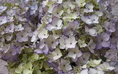 Hortensia