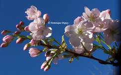 Prunus Serrulata Amanogawa