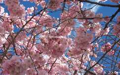Le Cerisier en fleurs
