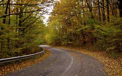 címlapfotó út erdő ősz