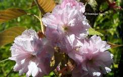 Prunus Serrulata Kanzan