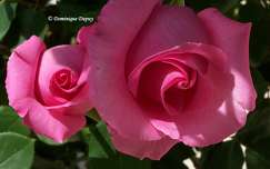 Roses