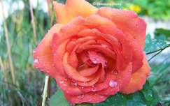 Rose orange