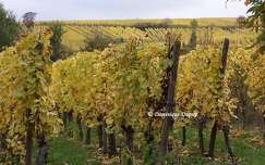 Vignes - Hunawihr  - Alsace - France