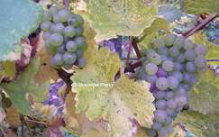 Vignes - Hunawihr  - Alsace - France