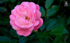 élénk rózsaszín, floribunda rózsa, kerti virág