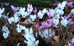 Cyclamens