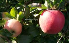 Les Pommes Fuji