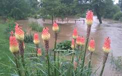 Kniphofias