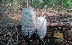 Gyapjas tintagomba