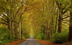 út címlapfotó ősz erdő fasor