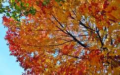 ősz fa színes