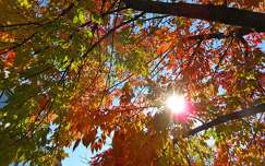 ősz fény címlapfotó színes