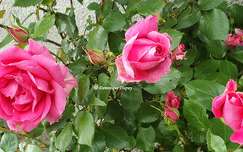 Les Roses du jardin