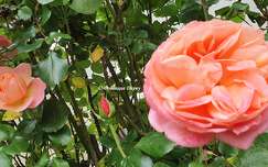 Les Roses du jardin