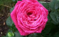 Rose sous la pluie