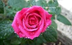 Rose sous la pluie