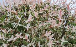 Le Saule Crevette (Salix integra Hakuro Nishiki)