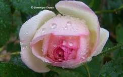 Rose sous la pluie