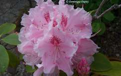 Rhododendron