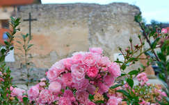 Veszprém, Margit-rom(templom) és a talajtakaró rózsa
