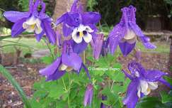 Ancolie bleue