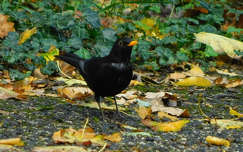 Fekete rigó az őszben