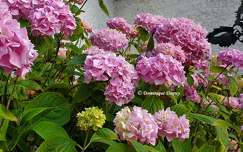 Hortensias