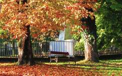 ősz fa címlapfotó pad