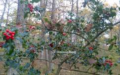 Branches de Houx 